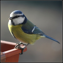 Mésange bleue