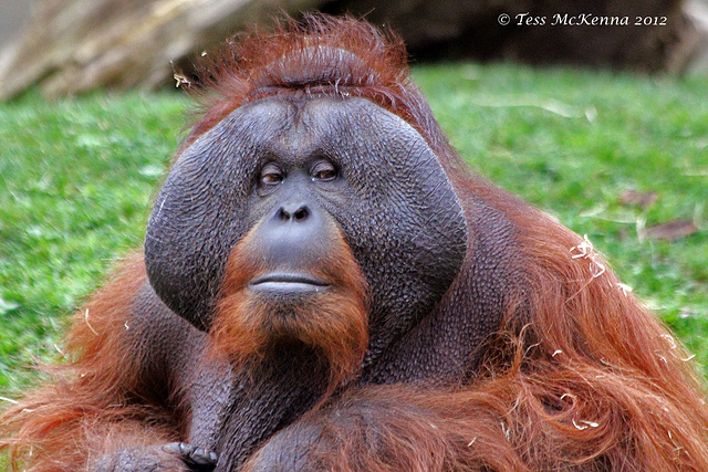 Orangutan AkA Man of the Forest.  093 copy