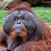 Orangutan AkA Man of the Forest.  093 copy
