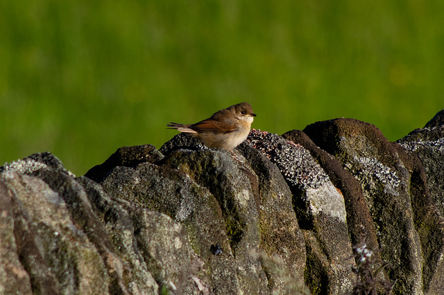 Common Whitethroat