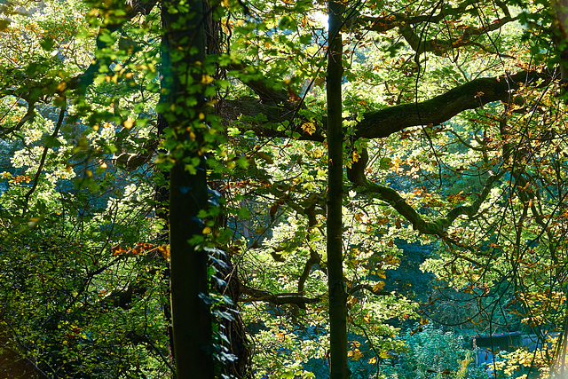 Up Among The Trees