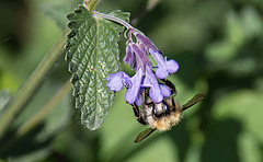 20200527 4008VRAw [D~LIP] Traubige Katzenminze (Nepeta racemosa), Hummel, UWZ, Bad Salzuflen