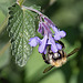 20200527 4008VRAw [D~LIP] Traubige Katzenminze (Nepeta racemosa), Hummel, UWZ, Bad Salzuflen