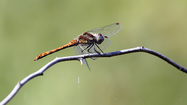 Sympetrum