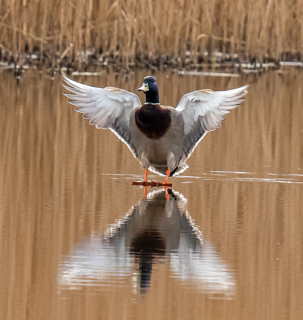 Mallard