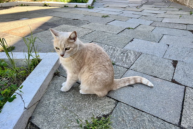 Venice 2022 – Burano – Cat