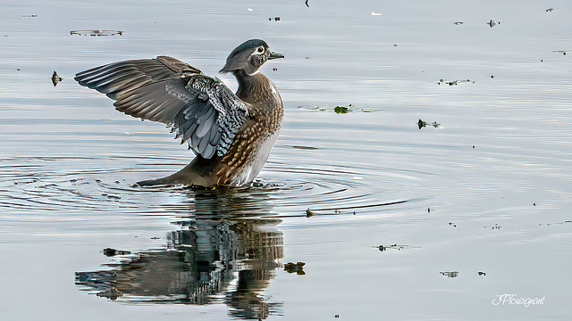 Canard branchu femelle DSC08102