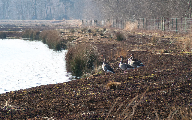 Wildgänse im Füchtenfelder Moor