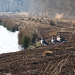 Wildgänse im Füchtenfelder Moor