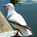 Gull resting. Gull resting.