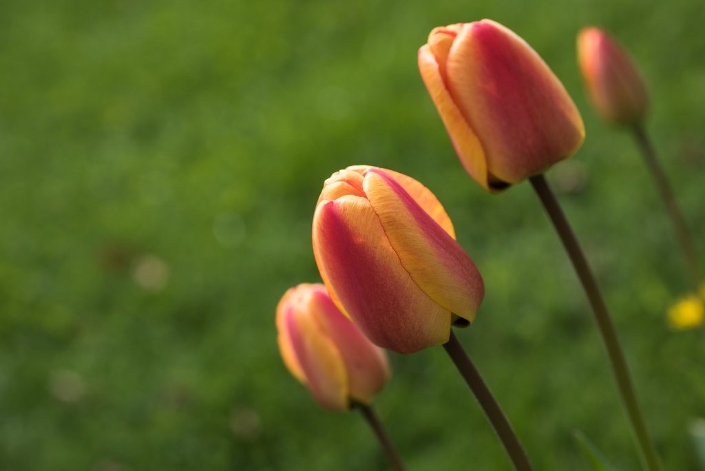 Tulpen