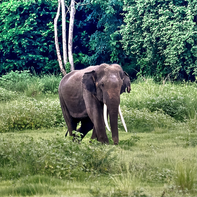 Sri Lanka tour - the fifth day, Minneriya National Park