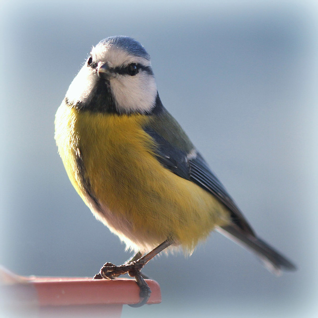 Mésange bleue