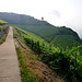 DE - Heimersheim - Hiking through the vineyards
