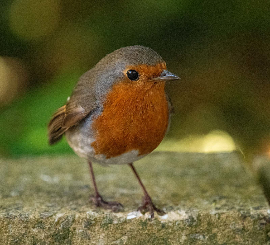 Robin