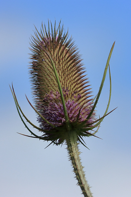 EOS 90D Peter Harriman 13 24 07 36747 teasel dpp