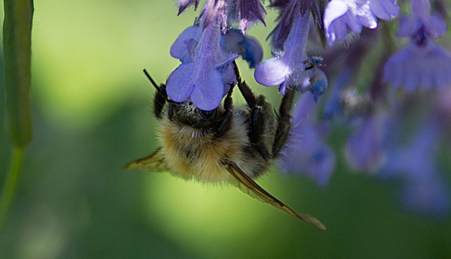 20200527 4018VRAw [D~LIP] Traubige Katzenminze (Nepeta racemosa), Hummel, UWZ, Bad Salzuflen