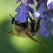 20200527 4018VRAw [D~LIP] Traubige Katzenminze (Nepeta racemosa), Hummel, UWZ, Bad Salzuflen