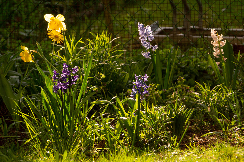 Köln - Garten zu Beginn des Frühlings