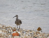 Curlew