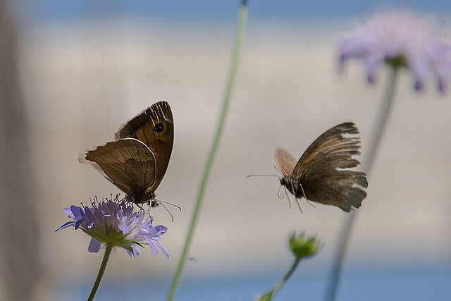 20140719 4308VRAw [D~LIP]  Freilichtmuseum Detmold