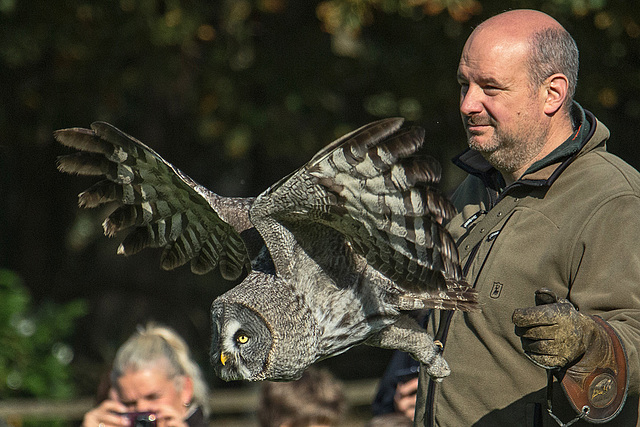 20151010 9213VRAw [D~H] Bartkauz (Strix nebulosa), Wisentgehege, Springe-Deister