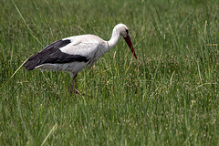 20150524 8129VRTw [F] Weißstorch (Ciconia ciconia), Marais du Vigueirat, [Mas-Thibert] Camargue