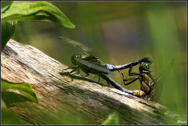 Libellules... en action