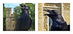 Raven at the Tower of London