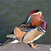 Canard mandarin