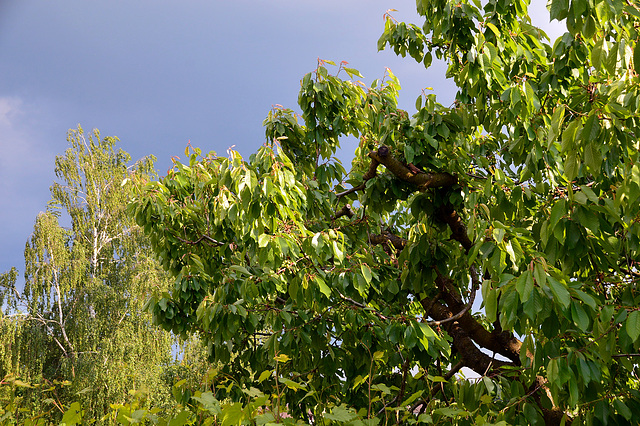 Kleiner Blick in unseren Garten