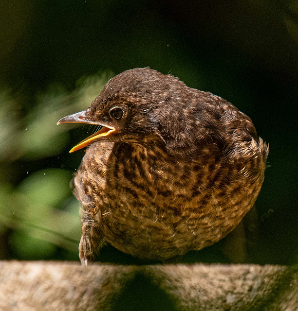 Young blackbird