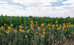 Vorpommerscher Sommer