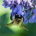 20200527 4021VRAw [D~LIP] Traubige Katzenminze (Nepeta racemosa), Hummel, UWZ, Bad Salzuflen