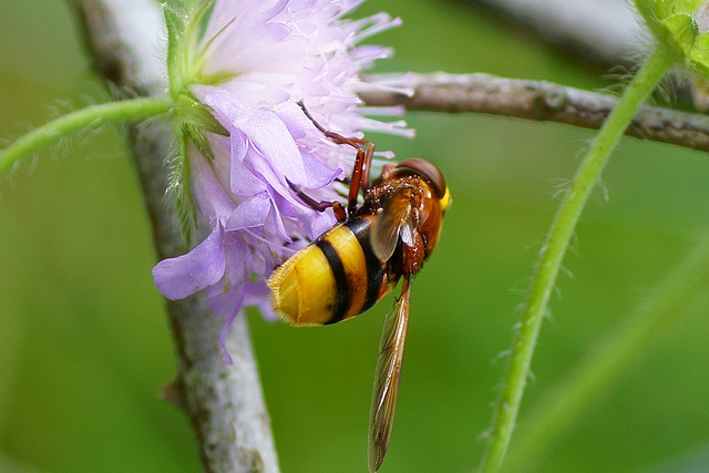 Hornissenschwebfliege