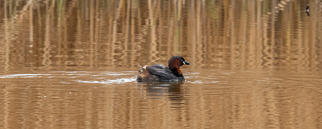 Little grebe