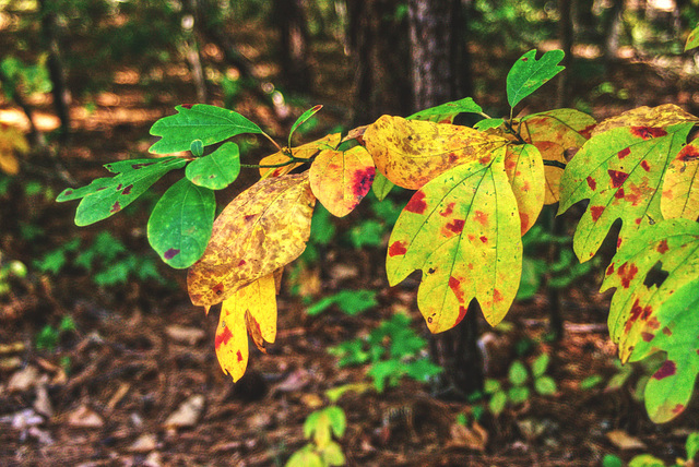 Sassafras Leaves