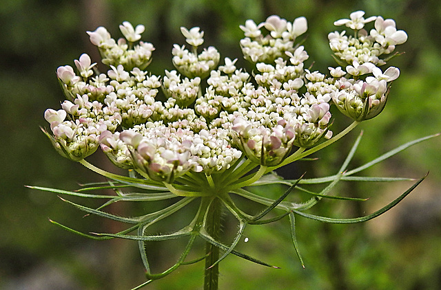 20230713 1835CPw [D~LIP] Möhre (Daucus carota), Bad Salzuflen