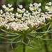 20230713 1835CPw [D~LIP] Möhre (Daucus carota), Bad Salzuflen