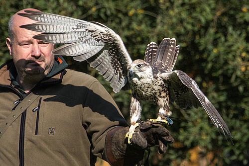 20151010 9218VRAw [D~H] Falke, Wisentgehege, Springe-Deister