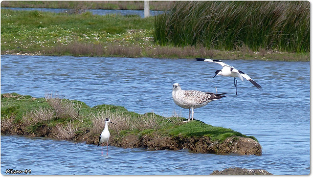 PARC du TEICH (33 Gironde)