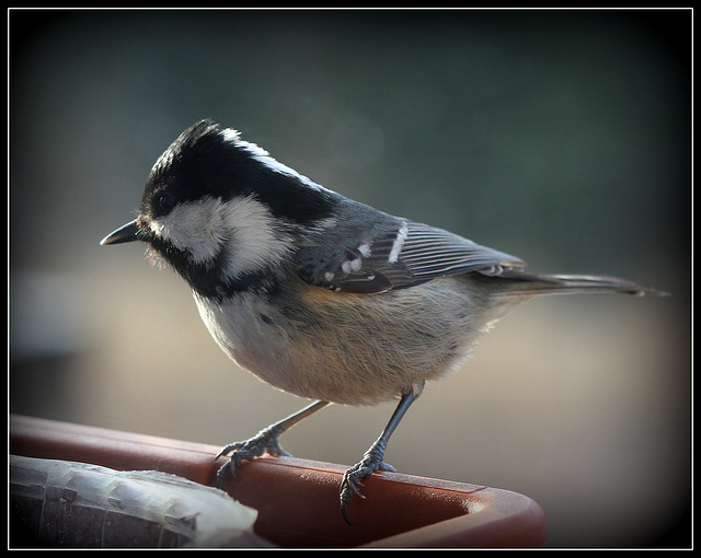 Mésange noire