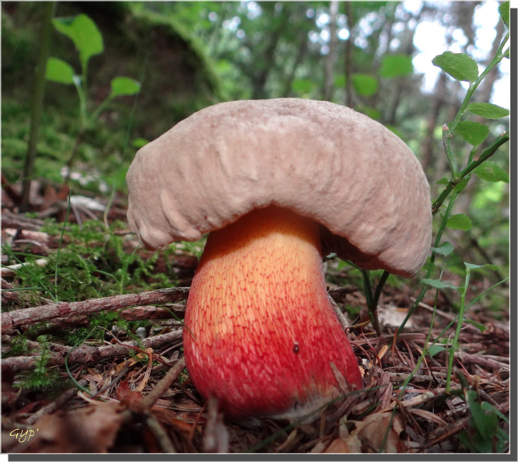 Boletus purpureus (calopus ?).