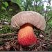 Boletus purpureus (calopus ?).