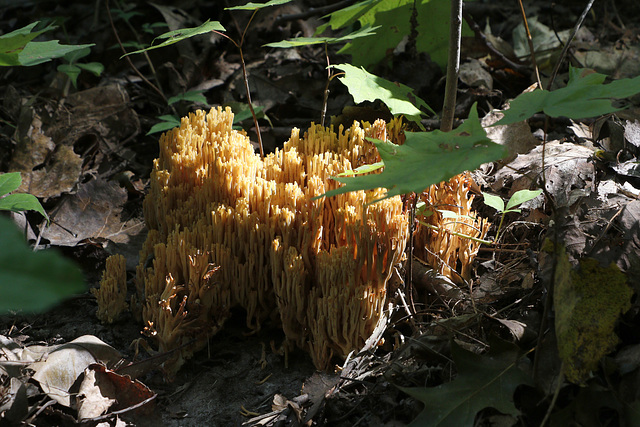 Yellow Finger Coral Mushroom