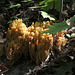 Yellow Finger Coral Mushroom