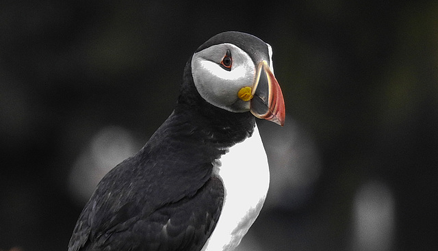 20190612 5064CPw [R~GB] Papageitaucher, Skomer, Wales