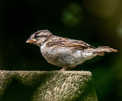 Baby sparrow