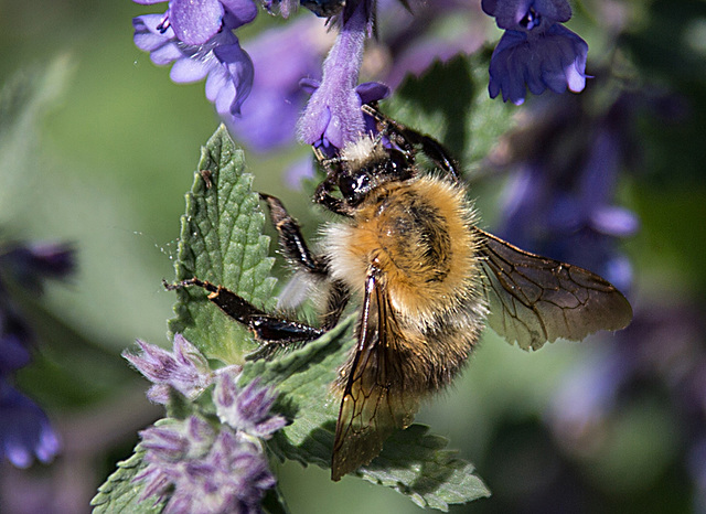 20200527 4026VRAw [D~LIP] Traubige Katzenminze (Nepeta racemosa), Hummel, UWZ, Bad Salzuflen