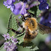 20200527 4026VRAw [D~LIP] Traubige Katzenminze (Nepeta racemosa), Hummel, UWZ, Bad Salzuflen